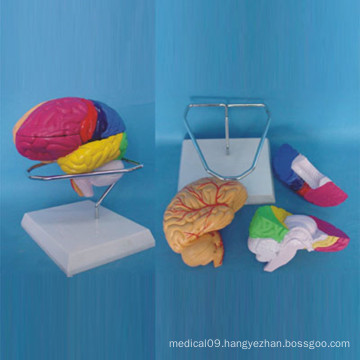 Natural Size Human Brain Anatomy Model for Medical Teaching (R050112)